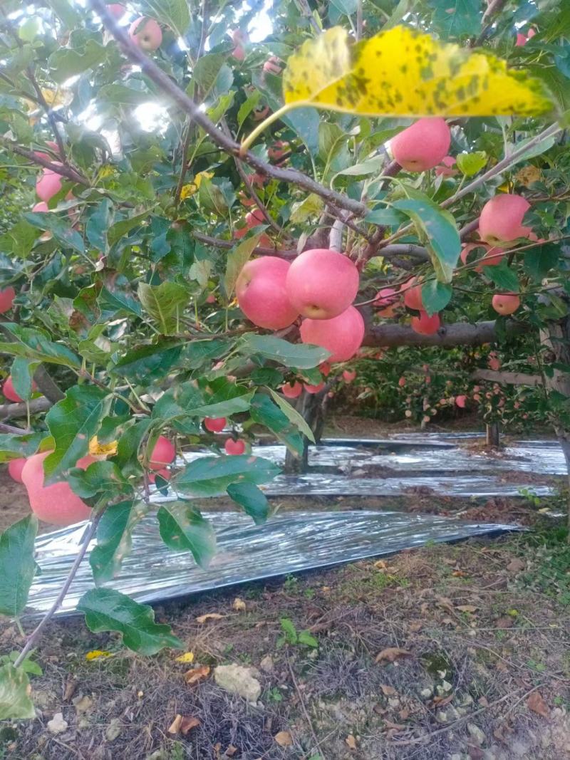 陕西高山嘎啦苹果