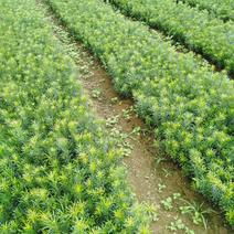 供应桂林罗汉松，中叶罗汉松大量供应，绿化苗