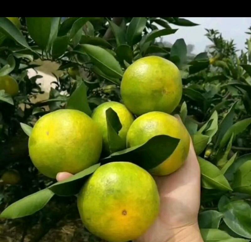 特早蜜橘，酸酸甜甜，品质千年。产地直销