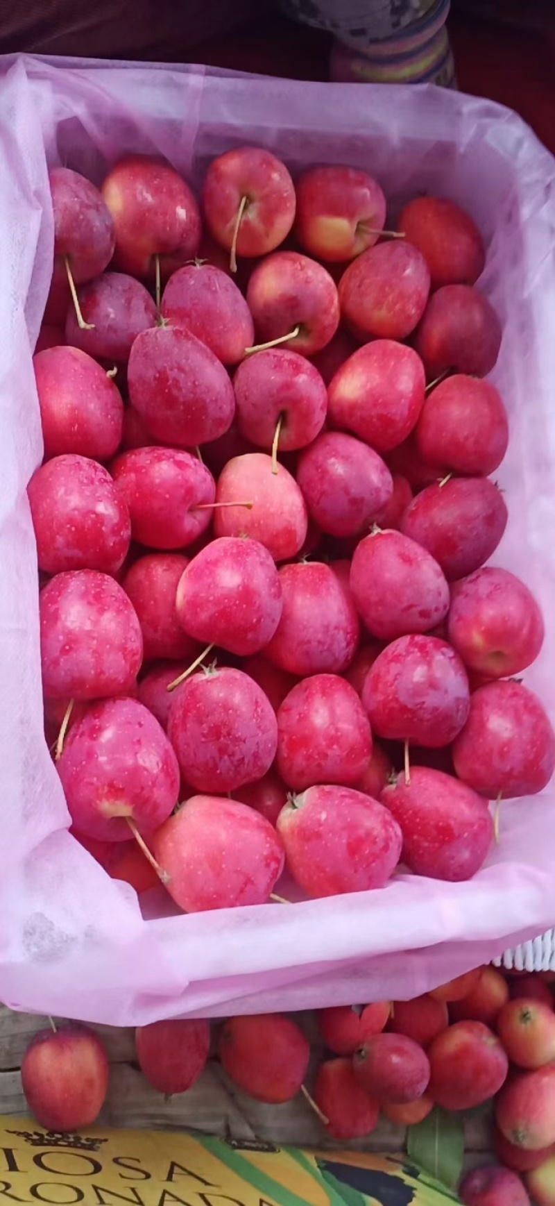 鸡心果