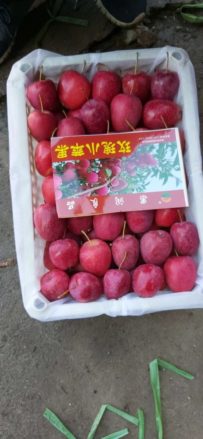 鸡心果