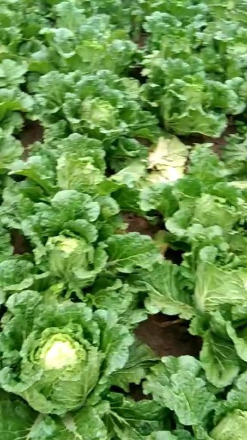 大白菜