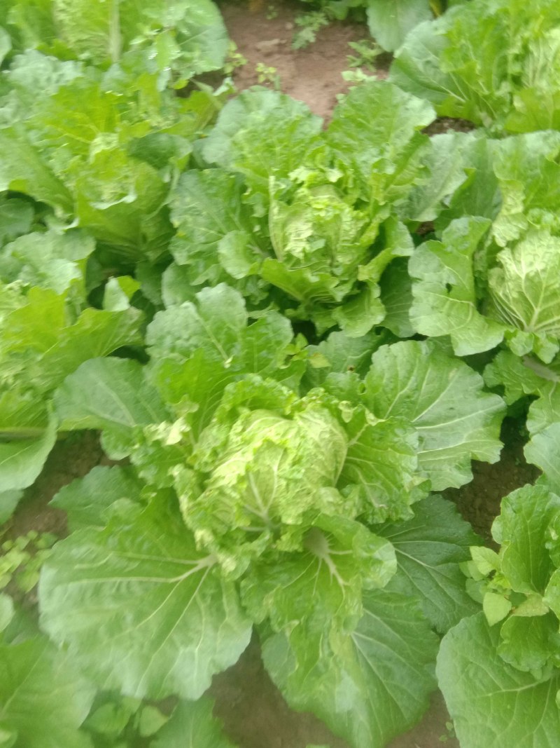 大白菜