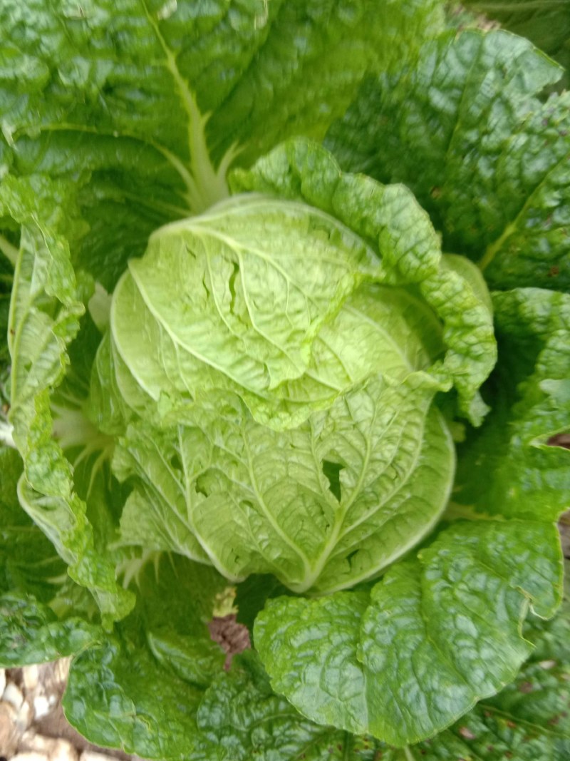 大白菜