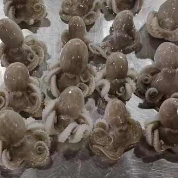 盐磨细皮小章鱼，去肚，去嘴，量大可谈，一盒400克
