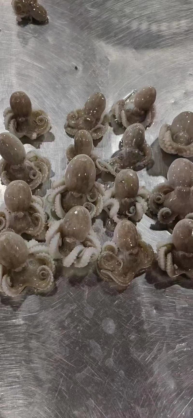 盐磨细皮小章鱼，去肚，去嘴，量大可谈，一盒400克