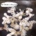 盐磨细皮小章鱼，去肚，去嘴，量大可谈，一盒400克