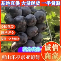 ，巨峰葡萄、京亚葡萄河北唐山乐亭县
