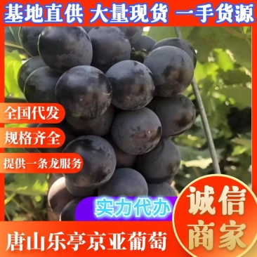 ，巨峰葡萄、京亚葡萄河北唐山乐亭县