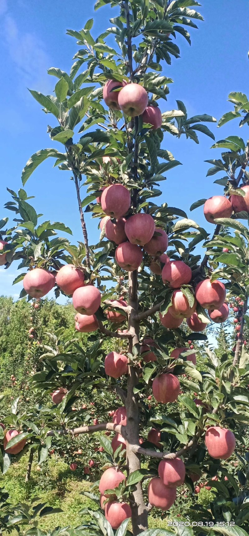 天水纸袋花牛苹果大量上市保质保量物美价廉欢迎选