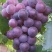 永清县三圣口乡巨峰葡萄