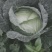 包菜