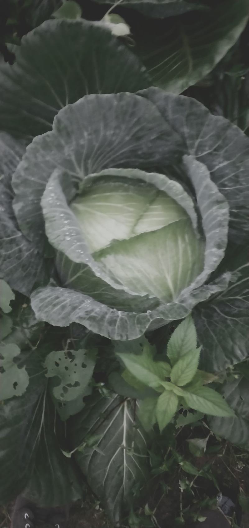 包菜