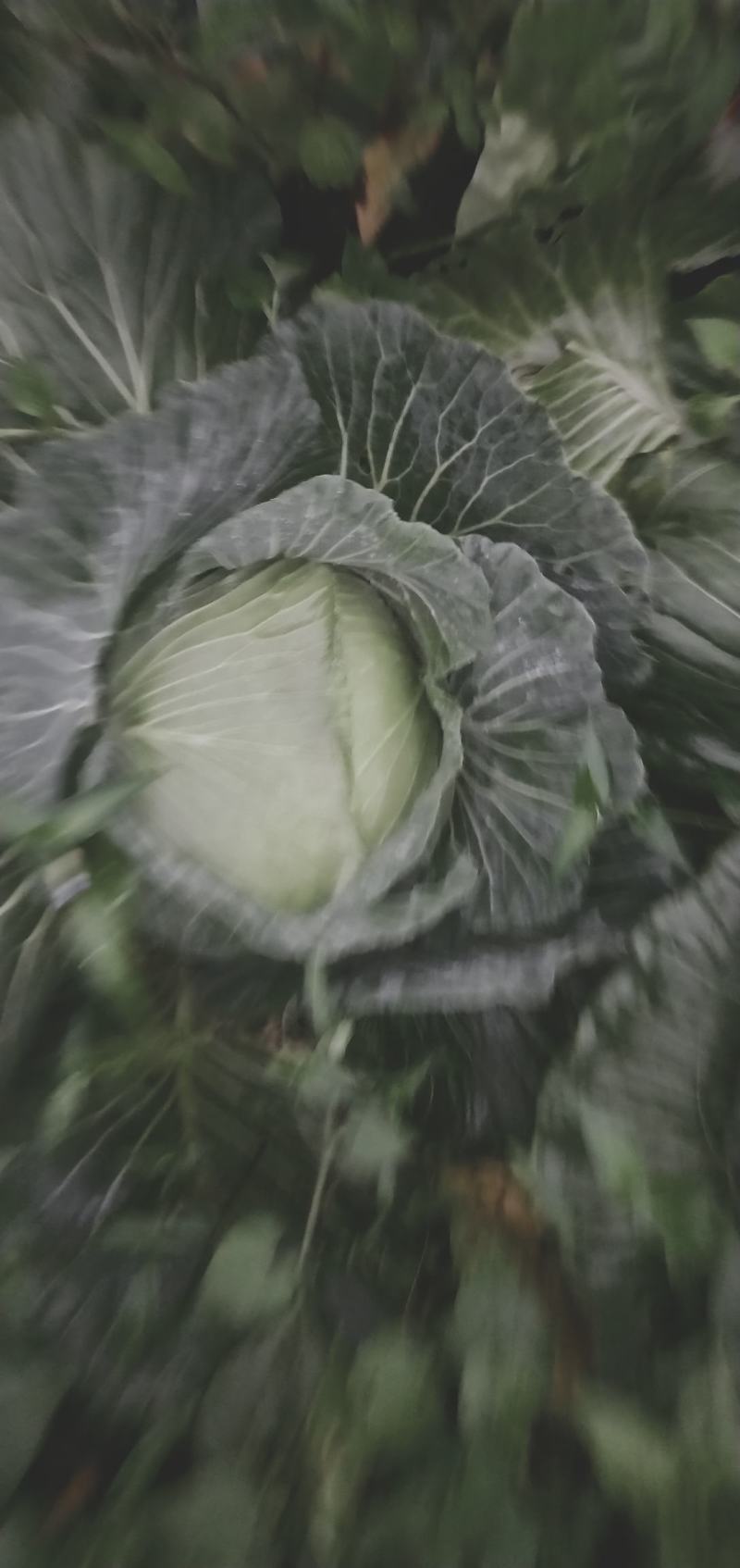 包菜