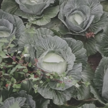 包菜