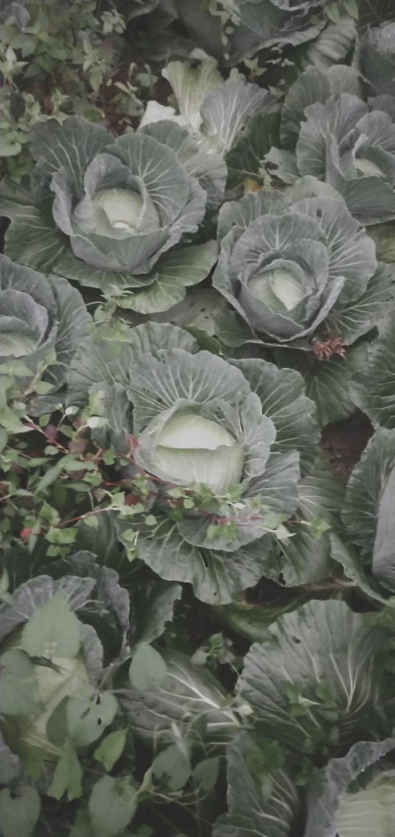 包菜