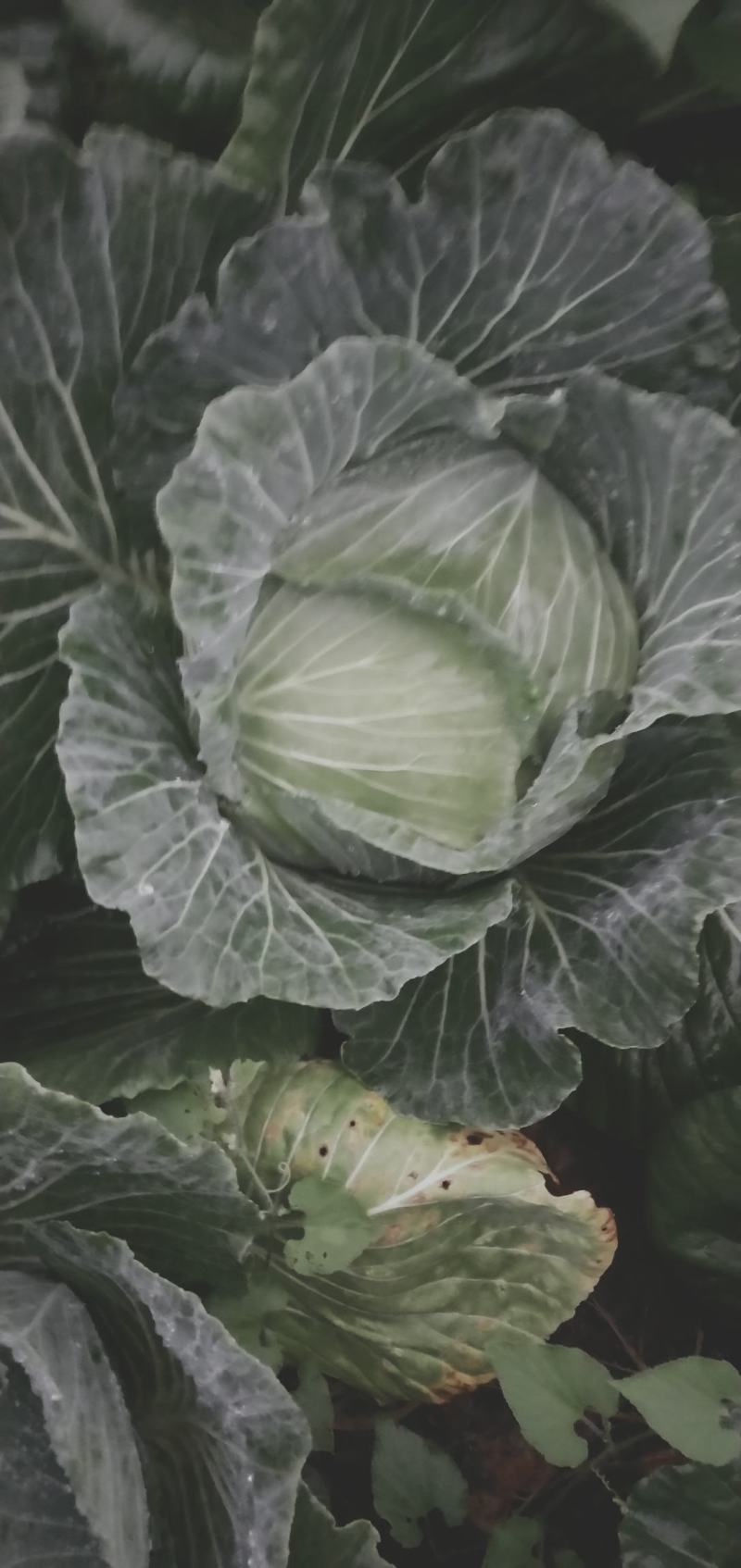 包菜