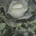 包菜