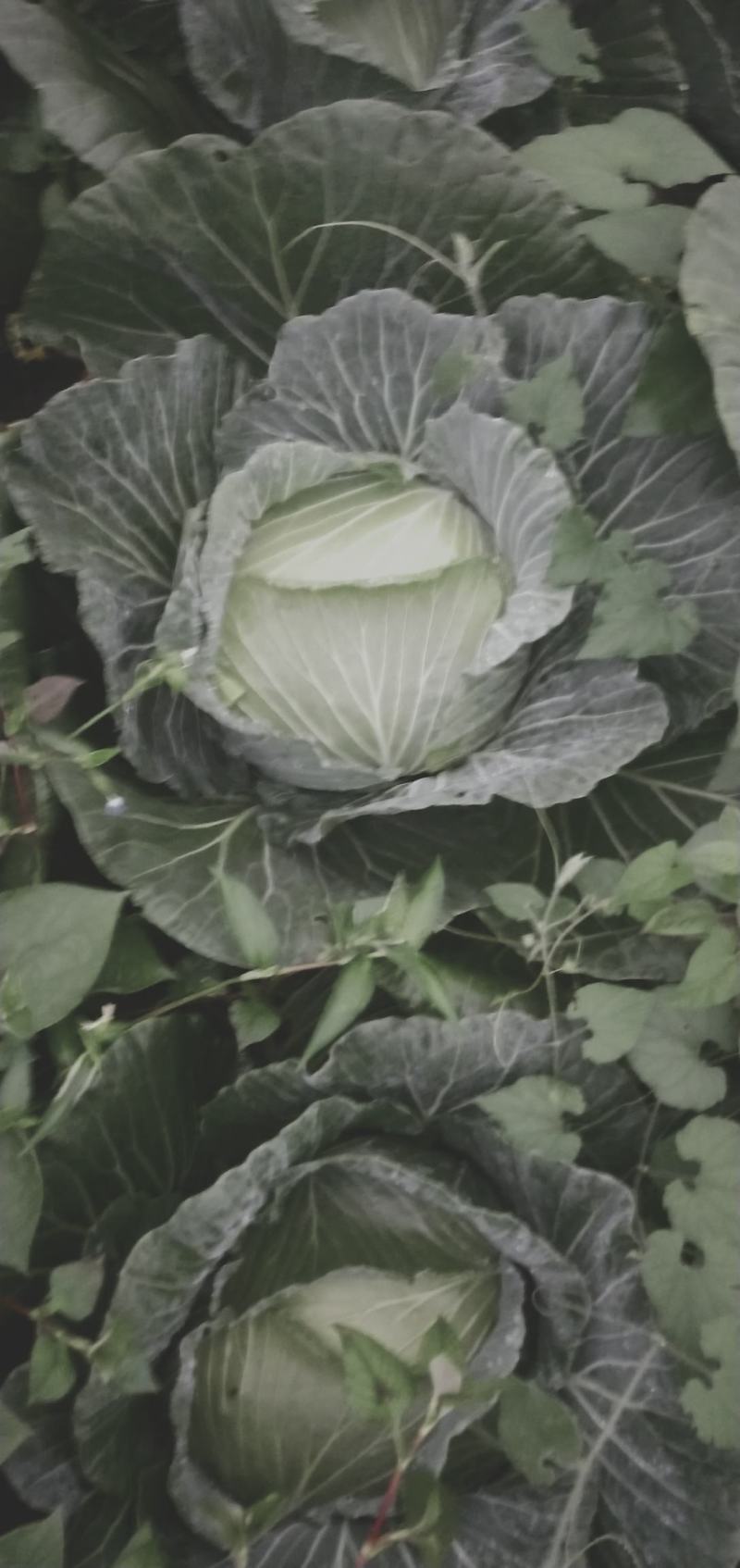 包菜
