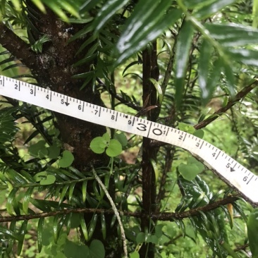 云南山里种植红豆杉5年龄出售，树形好，量不多欢迎咨询订购