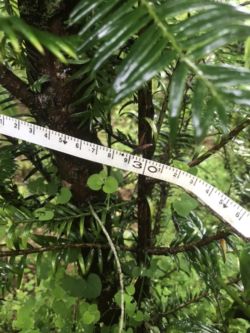 云南山里种植红豆杉5年龄出售，树形好，量不多欢迎咨询订购