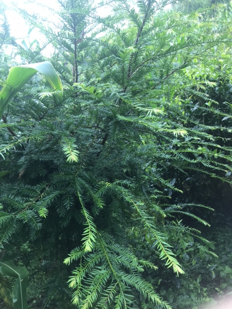 云南山里种植红豆杉5年龄出售，树形好，量不多欢迎咨询订购