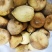 木馒头木馒头果乃木果木莲果鬼馒头一手货源产地直销