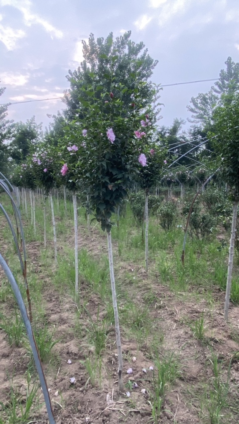 优质独杆木槿丛生木槿，产地大量直销树形优美价格优惠