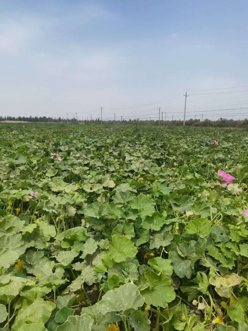 新疆板栗南瓜，一件代发包邮，口感粉糯香甜，非常好