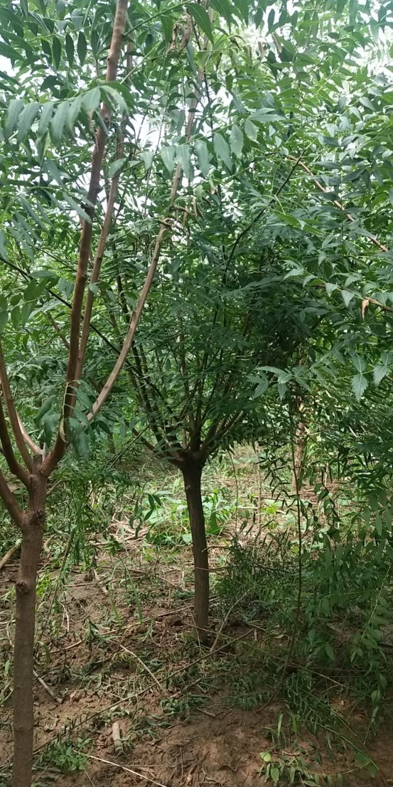 油用文冠果苗大量上货中