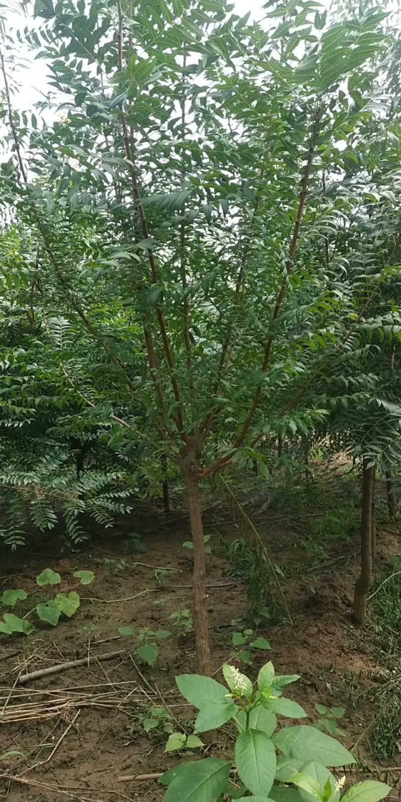 油用文冠果苗大量上货中