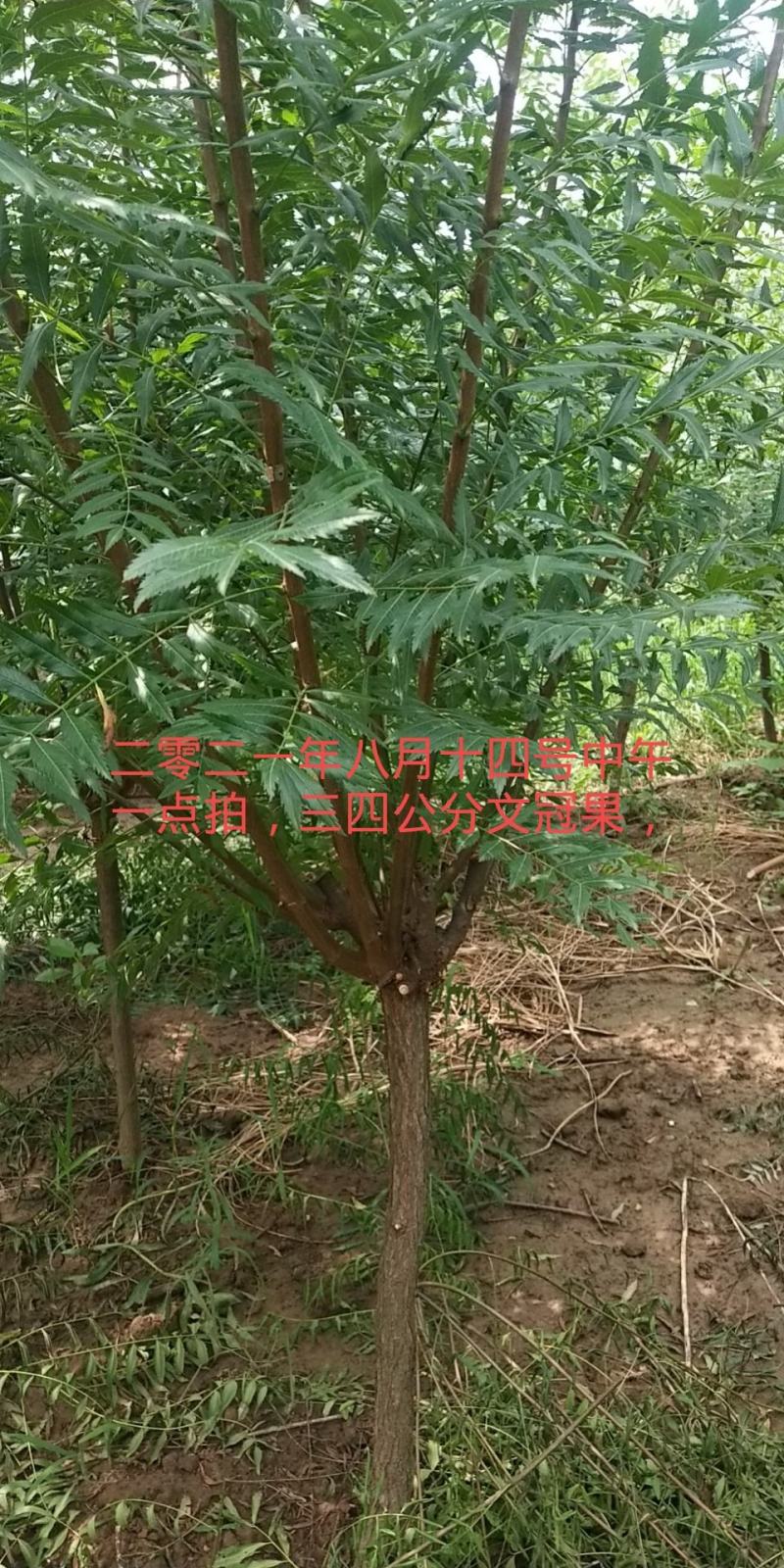 油用文冠果苗大量上货中