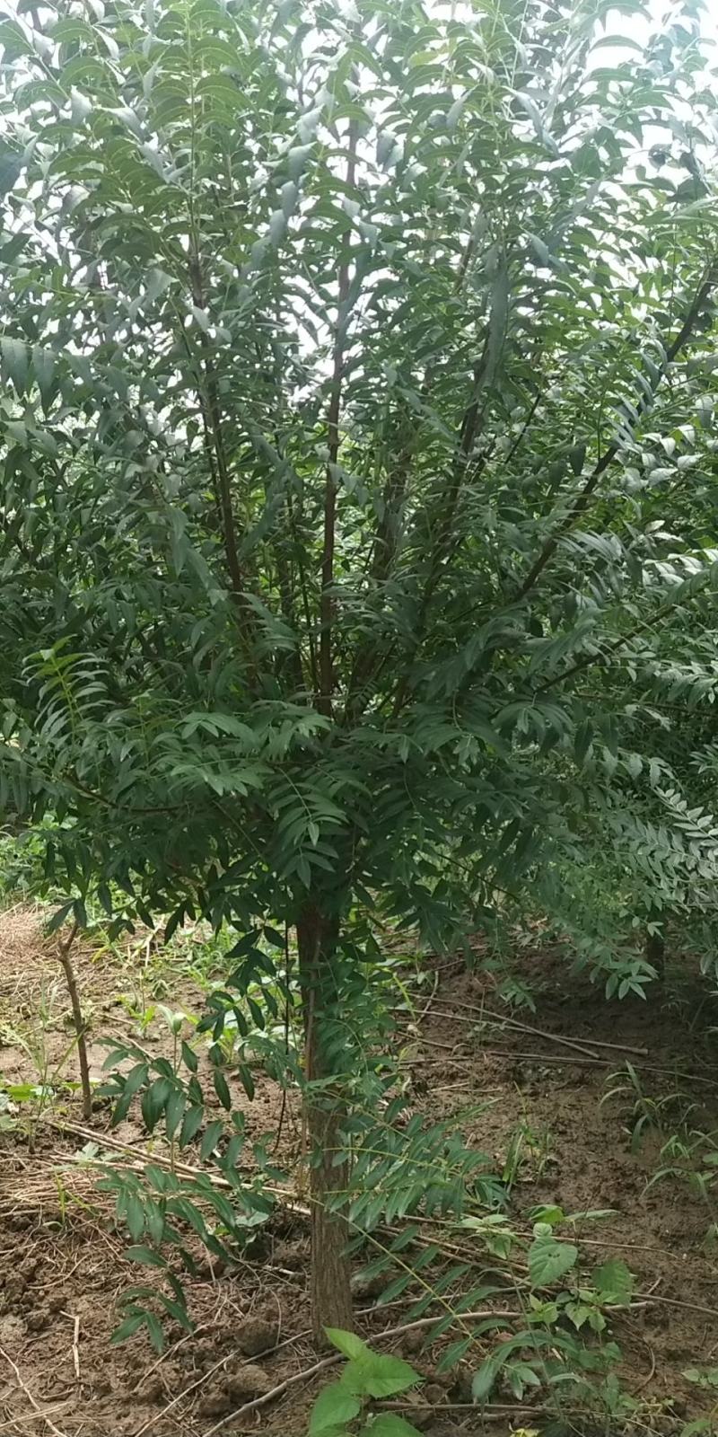 油用文冠果苗大量上货中