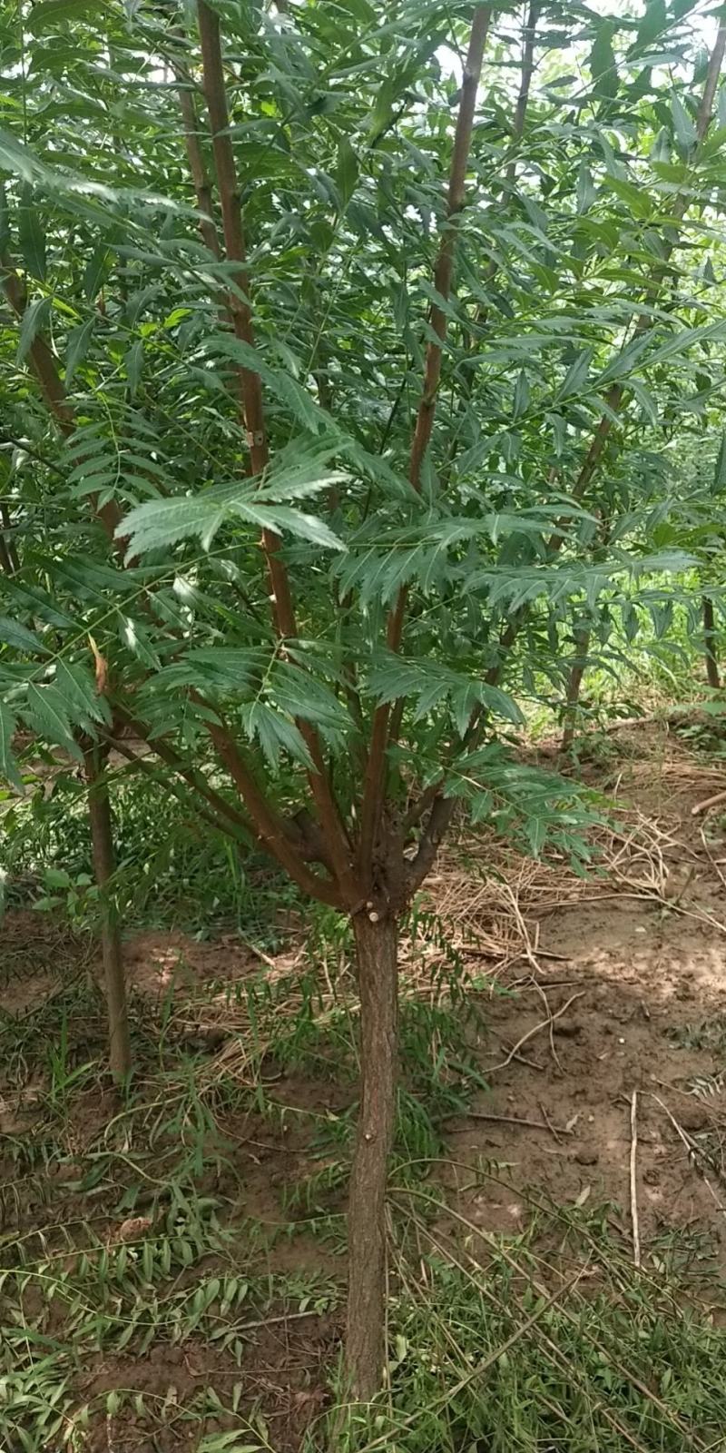 油用文冠果苗大量上货中