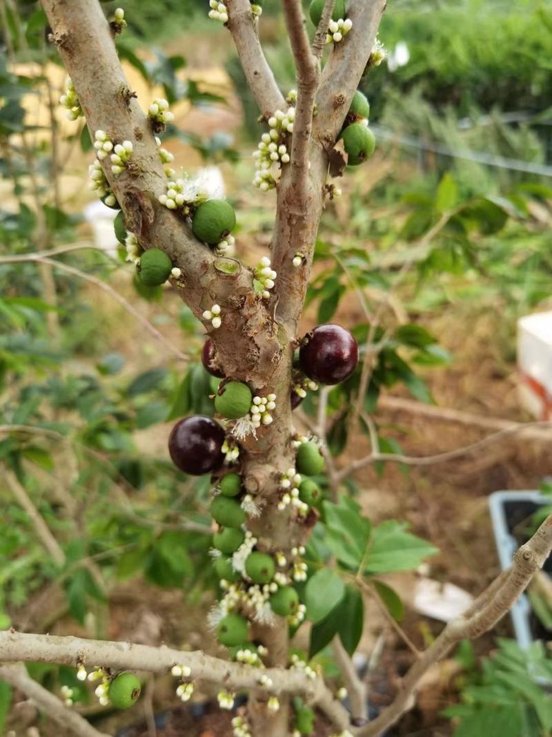 台湾沙巴嘉宝果苗四季嘉宝果树葡萄带土发货