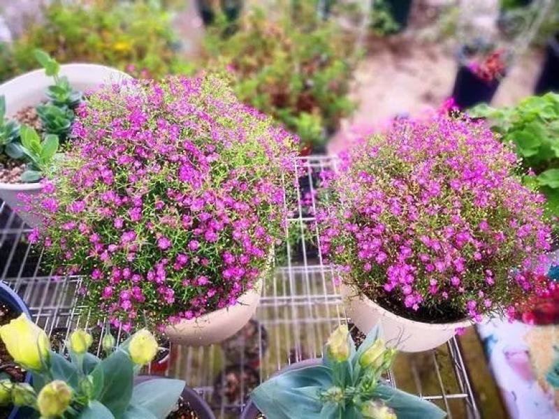 满天星盆栽四季开花室内客厅带盆栽好养带花苞发货观花植物