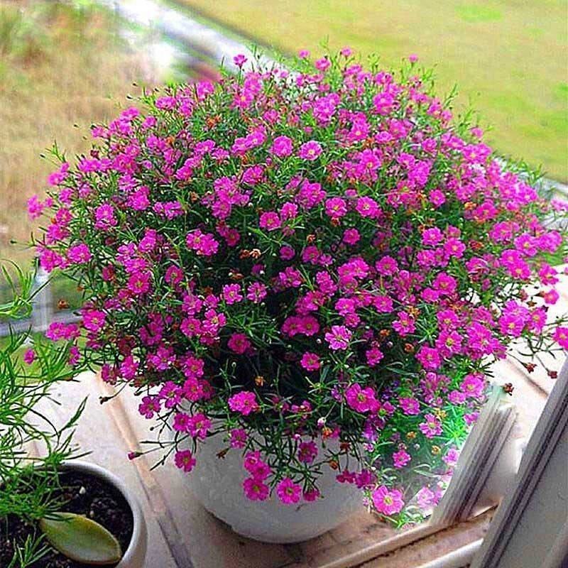 满天星盆栽四季开花室内客厅带盆栽好养带花苞发货观花植物