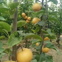 秋月梨树苗80公分以上