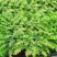满天星盆栽四季开花室内客厅带盆栽好养带花苞发货观花植物