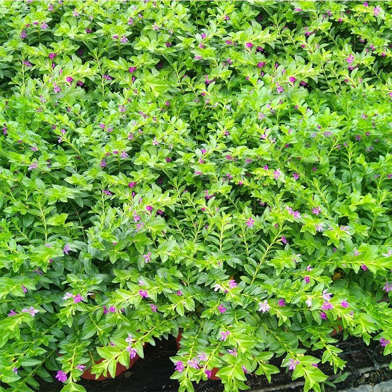 满天星盆栽四季开花室内客厅带盆栽好养带花苞发货观花植物