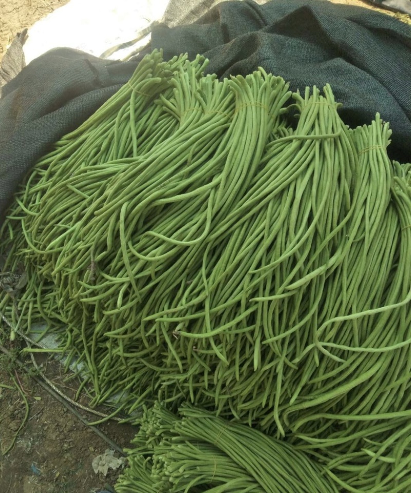 精品长豆角，大量上市中，质量保证，欢迎咨询