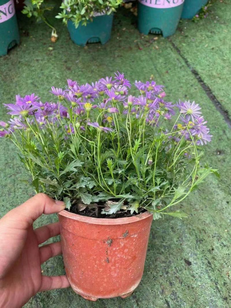 姬小菊菊花24装，基地直发实拍图，下单先询价