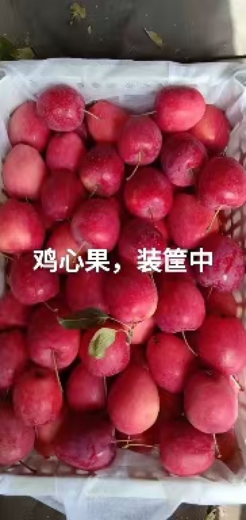 鸡心果大量上市，质量保证，色泽鲜艳，口感甜脆，皮毛干净，