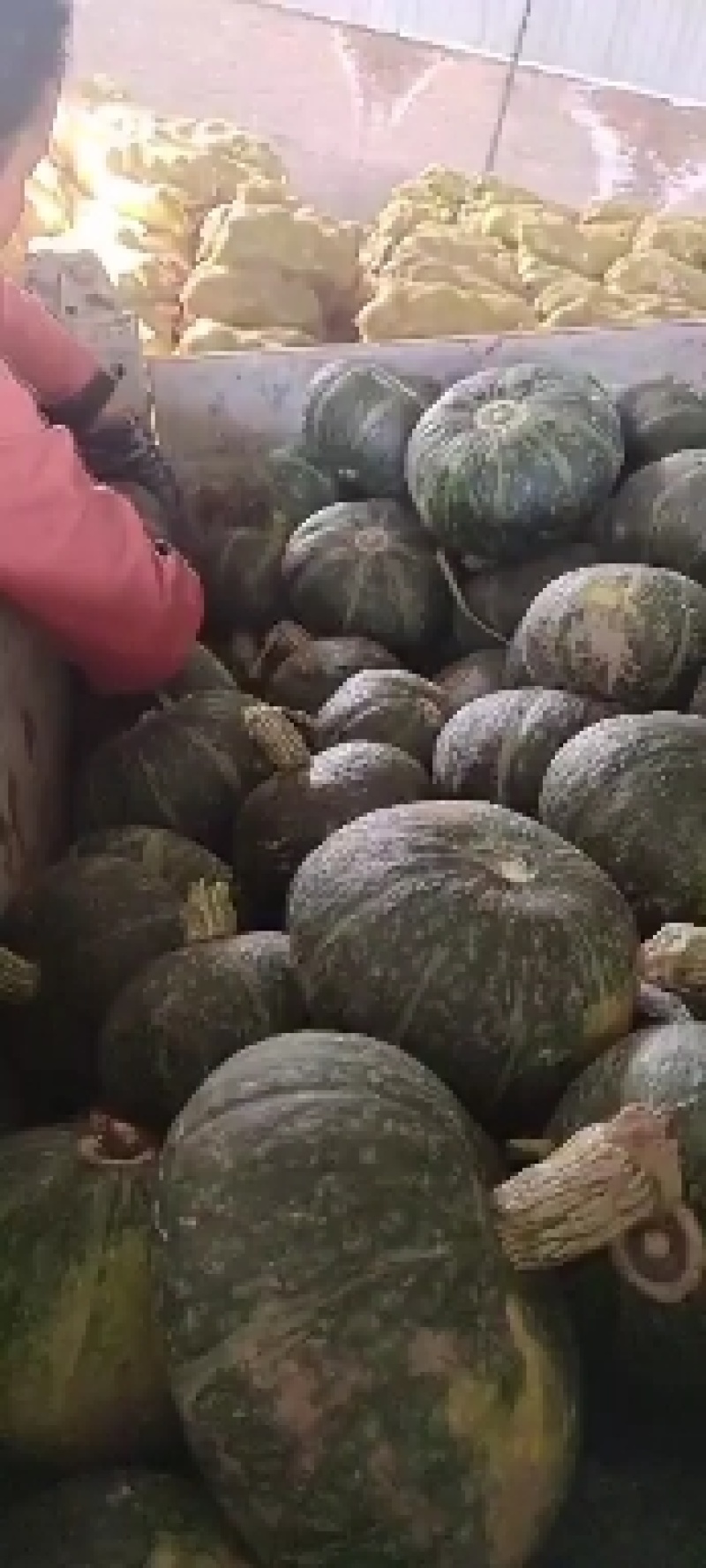 南瓜
