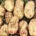 2024年白心丽薯土豆:质量保证个头薯型颜色三优。