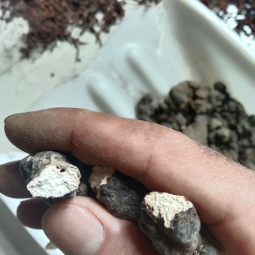 陕西产地地，家种土猪苓，统货，小统都有