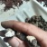 陕西产地地，家种土猪苓，统货，小统都有