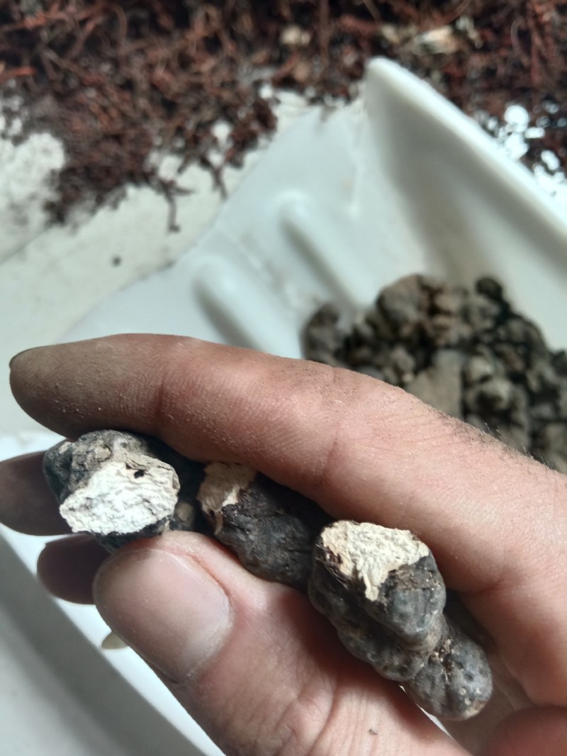 陕西产地地，家种土猪苓，统货，小统都有