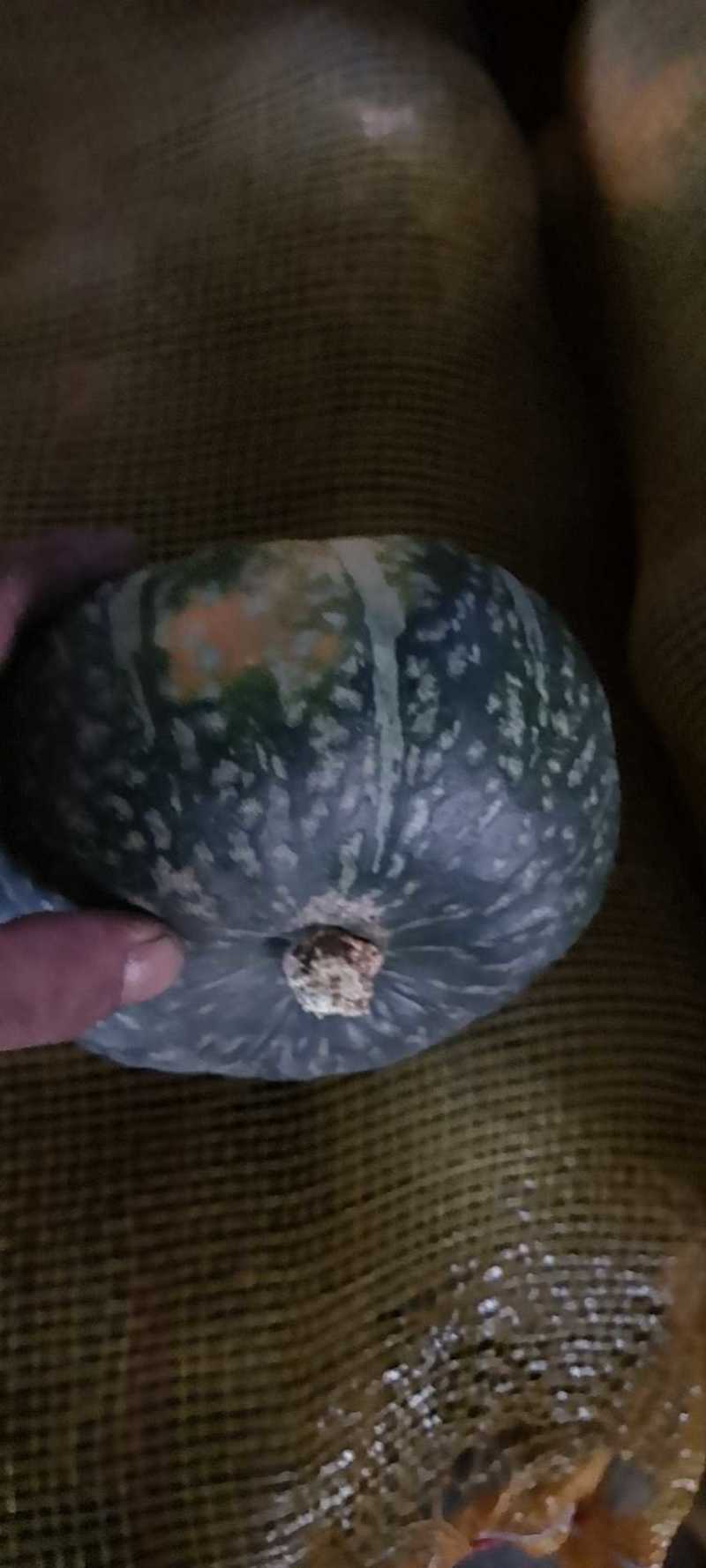 南瓜