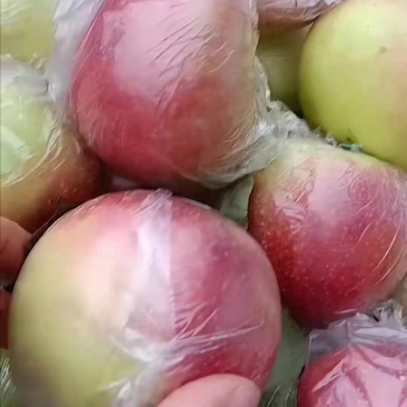 山东优质早熟苹果量大